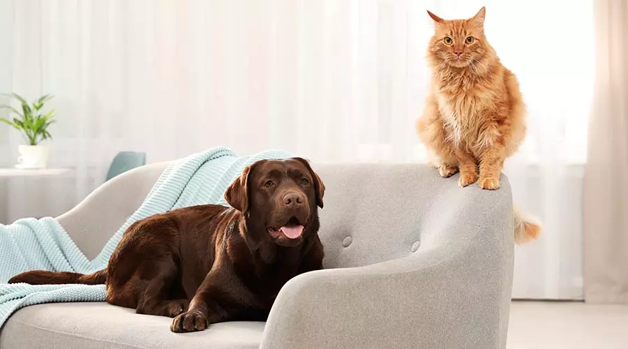 Comment gérer les situations où des animaux de compagnie sont présents dans des habitats touchés par le syndrome de Diogène, y compris le syndrome de Noé